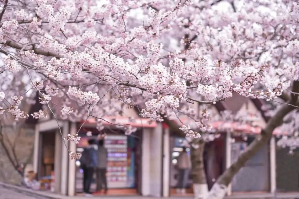 If I don’t visit this city full of cherry blossoms in April, I’ll regret it all spring.