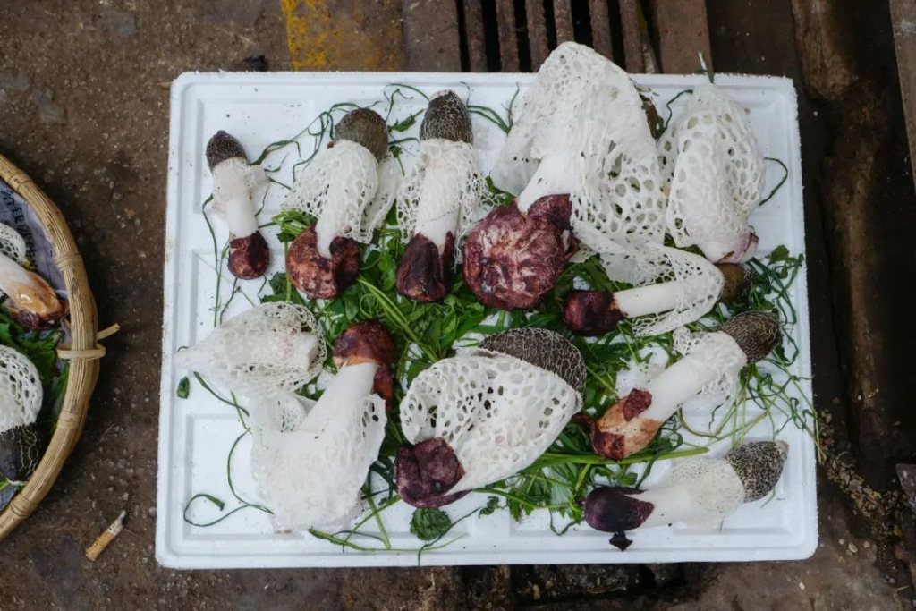 Visited Yunnan to see if eating mushrooms really makes you see little people